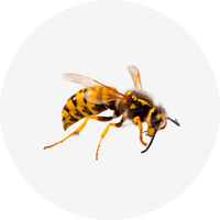 Insecticide et anti-nuisible - Anti guêpe et frelon