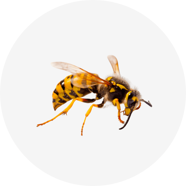Insecticide et anti-nuisible - Anti gu&ecirc;pe et frelon