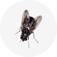 Insecticide et anti-nuisible - Anti-mouche