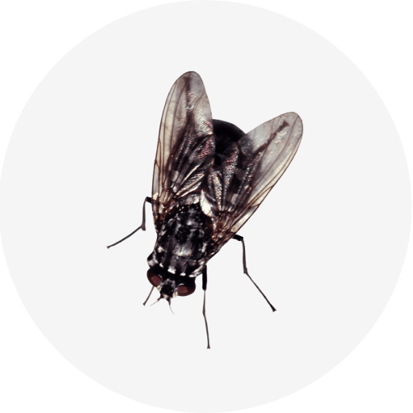 Insecticide et anti-nuisible - Anti-mouche