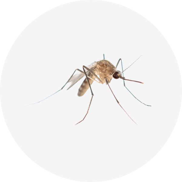 Insecticide et anti-nuisible - Anti-moustique