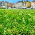 Gazon synthétique Cassis 20 mm 3 m x 1 m - AG'CO