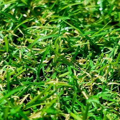 Gazon synthétique Cassis 20 mm 2 m x 3 m AG'CO
