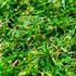 Gazon synthétique Cassis 22 mm 2 m x 3 m AG'CO