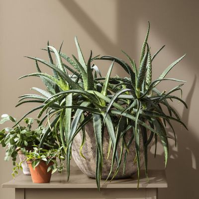 Testeur terre argile 30ml - DULUX VALENTINE