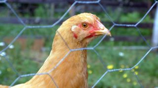 Nomenclature Grillage poule et animaux