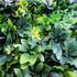 Mur végétal artificiel green 1m x 1m AG'CO