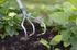 Cultivateur 3 dents manche courbé Ergonomic