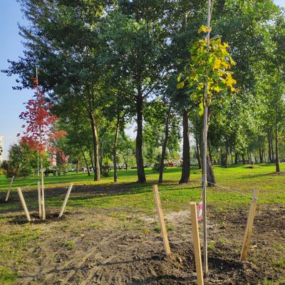 Piquet bois pin carré traité autoclave classe 4 - 30 x 30 x 1500 mm - DEBARGE