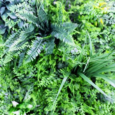 Mur végétal artificiel fougère 1m x 1m AG'CO