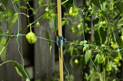 Multiclips de treillage ø11 mm par 9 WINDHAGER