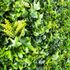 Mur végétal artificiel lierre 1m x 1m AG'CO