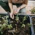 Transplantoire Solid 65% recyclée - FISKARS