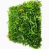 Mur végétal artificiel savane 1m x 1m AG'CO