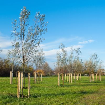 Piquet bois pin traité autoclave classe 4 - Ø60 x 1000 mm - DEBARGE