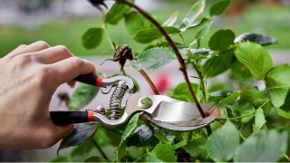 Nomenclature Outil pour tailler