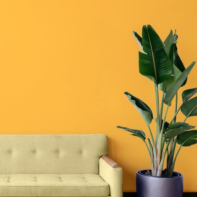 Colorant ultra-concentré pour peinture 100 ml jaune bouton d'or 2003 RICHARD