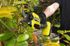 Sécateur sans fil sans batterie 18 V Brushless One+ HP RY18SCXA-0 RYOBI