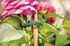 Liens horticoles crantés en plastique 35 cm par 20 - WINDHAGER