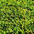 Gazon synthétique Natura 42 mm 3 m x 2 m AG'CO
