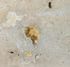 Margelle travertin beige Choix commercial 61 x 33 x 3 cm DISTRIMAT SUD