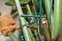 Liens horticoles crantés en plastique 13 cm par 50 - WINDHAGER
