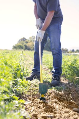 Serfouette panne et langue 30 cm manche bois LEBORGNE