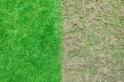 Scarificateur à batterie (non incluse) 36 V 35 cm Fusion RY18SFX35A-0 ONE+ -  RYOBI