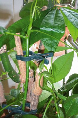 Pinces de fixation pour plantes par 12 - WINDHAGER