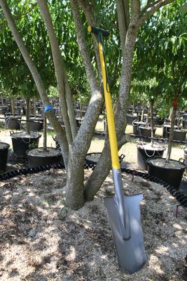 Louchet de transplantation Duopro Novagrip