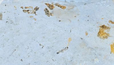 Margelle travertin beige Choix commercial 61 x 33 x 3 cm DISTRIMAT SUD