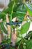 Pince de fixation pour plante par 12 WINDHAGER