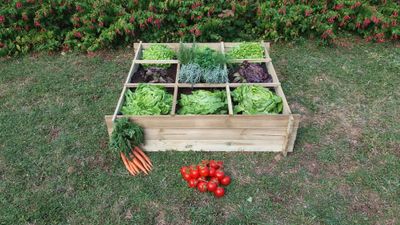 Carré potager avec géotextile en pin autoclavé JARDIN SAUVAGE