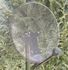 Parabole transparente diamètre 60 cm Easy avec tête satellite "LNB" SEDEA